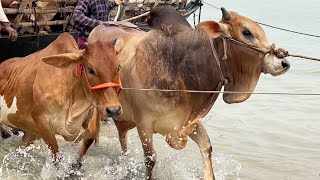 cow unloading cow videos cow video big cow goru hamba cow Ep  462 [upl. by Naivaj]