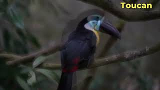 Toucan  One Of The Unique Birds On Earth extremebirds1 [upl. by Nyliak166]