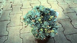 Abies procera Blaue Hexe [upl. by Eecyak]