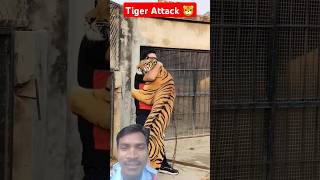 Tiger lover 🐅😱😱 youtube shoorts shortvideos trendingshorts tiger bengaltiger lion motivation [upl. by Azilef33]