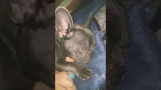 Cute snoring of the French bulldog [upl. by Eillehs61]