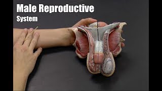 Male Reproductive System [upl. by Netaf]