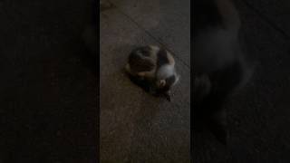 Deux chats errants lun deux dort lautre [upl. by Remliw]