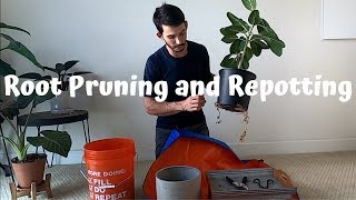 Root Pruning and Repotting my Ficus Audrey Benghalensis [upl. by Ammamaria687]