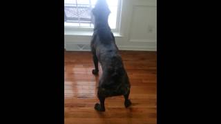 Cane Corso Barking [upl. by Fidela]