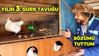 SÖZÜMÜ TUTTUM 3 Gurk Tavuk da Kuluçkaya Yattı  Son Çıkan Civcivler  Çiftlik İşleri Yavru Tavşan [upl. by Manheim]