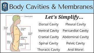 Body Cavities and Membranes Drawn and Defined Anatomy Physiology [upl. by Eirroc]