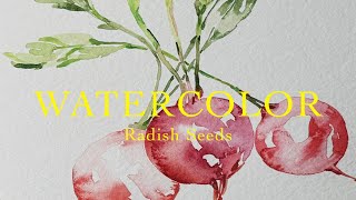 Radish Seed Watercolor Study [upl. by Rhyner]