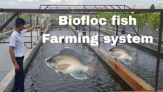 Biofloc fish farming How to start biofloc fish farming sialkot [upl. by Adnohryt967]