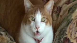 Cats Talk Interview with a Japanese Bobtail [upl. by Roselyn]