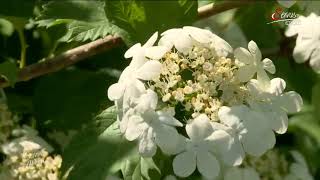 Schneeball  Viburnum die Welt der Schneebälle [upl. by Melisent]