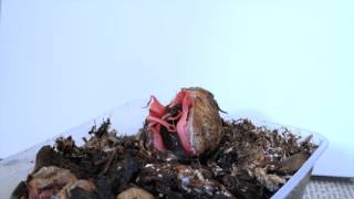 Stinkhorn Time Lapse [upl. by Stoneham]