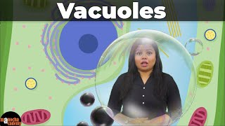 Vacuoles [upl. by Vera]