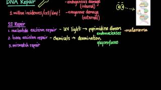 DNA Methylation and Cancer  Garvan Institute [upl. by Easlehc]