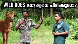 കാട്ടുപട്ടി മനുഷ്യനെ ആക്രമിക്കുമോ  Do Wild Dogs attack Humans [upl. by Fraase]