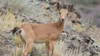 Горный козел Козерог ТекеКыргызстан natureanimalswildlife [upl. by Oirottiv]