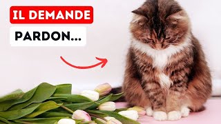 7 FAÇONS Inattendues par lesquelles votre Chat vous Demande Pardon [upl. by Leeth955]