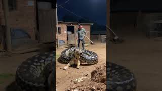 A massive python coils tightly around a struggling dog in the middle of a dusty farmyard [upl. by Yenruoc704]