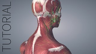 Getting Started with Essential Anatomy 5 [upl. by Hoeg]