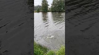 1s Hecht Livebiss angel fishing natur fischen fish angeln hechtangeln hecht spinnfischen [upl. by Vivia]