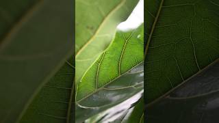 Ficus Lyrata AKA the fiddle leaf fig our plant of the month at Hortology plants green nature [upl. by Kondon]