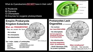 Cyanobacteria Morphology and Cell Structure [upl. by Ahtebat149]