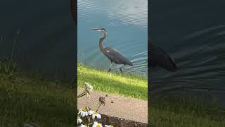 Shorts Elegant Great Blue Heron Stalking Dinner along My Backyard Shoreline in Madison Alabama [upl. by Nanine]