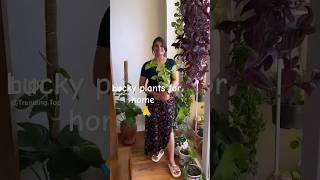 some lucky plants जो आपकी लाइफ में भाग्य और पैसा लाते हैं 🤩 diy plants home tips luckyplants [upl. by Samford]