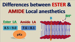 Ester vs Amide Local Anesthetics  How they differ [upl. by Ahtnama923]