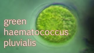 haematococcus pluvialis green [upl. by Eiramanit]