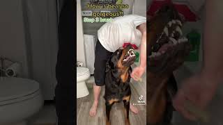 The growling sweet Rottweiler The video that reached over 100 million views bearfromtiktok [upl. by Onez811]