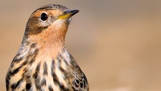 Redthroated Pipit birds in autumn [upl. by Wiburg]