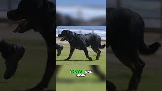 Unlock the Secrets to Longer Rottweiler Life Expectancy [upl. by Peti]