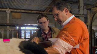 Artificial Insemination for Cattle [upl. by Teiv]