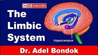 The Limbic System Dr Adel Bondok Making Anatomy Easy [upl. by Notniw]