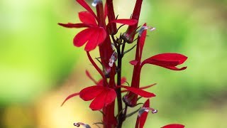 Lobelia cardinalis características y cuidados  Jardinatis  Decogarden [upl. by Gottuard]