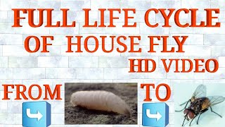 Full LifeCycle Of House Fly From Egg To House Fly FULL VIDEO MUST WATCH [upl. by Cathi]