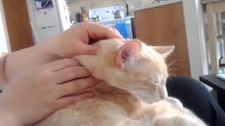 Cat recieves a massage [upl. by Ainat]