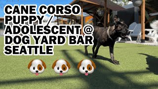 CANE CORSO PUPPYADOLESCENT PLAYING at DOG YARD BAR SEATTLE [upl. by Ruff]