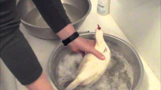 Chicken Keeping Basics  How To Bathe a Chicken [upl. by Stubstad]