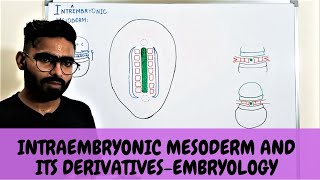 INTRAEMBRYONIC MESODERM AND ITS DERIVATIVES  EMBRYOLOGY [upl. by Acinoj536]