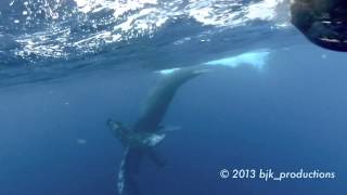 Beat J Korner  Humpback whales underwater off the coast of Lahaina Maui 2013 GoPro Hero2 [upl. by Katherina]