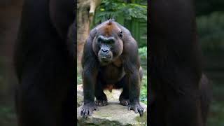 LARGEST Gorilla Found in Congo  Silverback Gorilla Beating Chest [upl. by Fauver234]