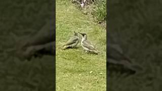 Green Woodpeckers Adult and Juvenile [upl. by Akinorev]