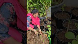 Mulberries Stem cuttings plantation mulberries mygarden gardening shortvideo ytshorts shorts [upl. by Shanney]