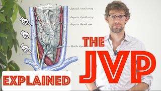 JVP Examination Explained  Clinical Skills Deep Dive  Medical School Revision  Dr Gill [upl. by Roselane423]