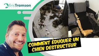 Comment éduquer un chien destructeur [upl. by Eriuqs726]