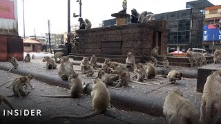 Thousands Of Wild Monkeys Roam Town In Thailand [upl. by Yecart]