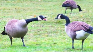 Canada Geese HONKING ARGUMENT Gets Heated [upl. by Shane]