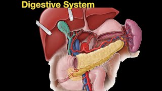 Digestive system [upl. by Nemzzaj]